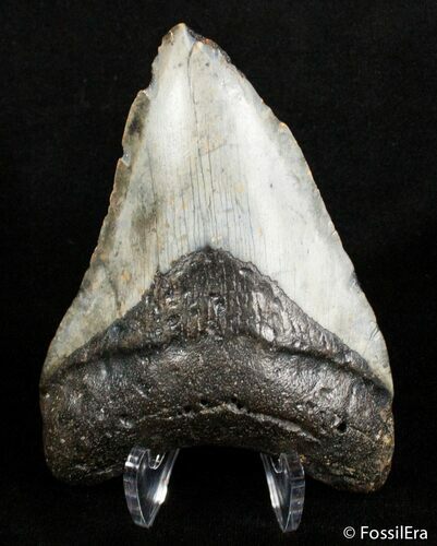 Bargain Inch Megalodon Tooth #2901